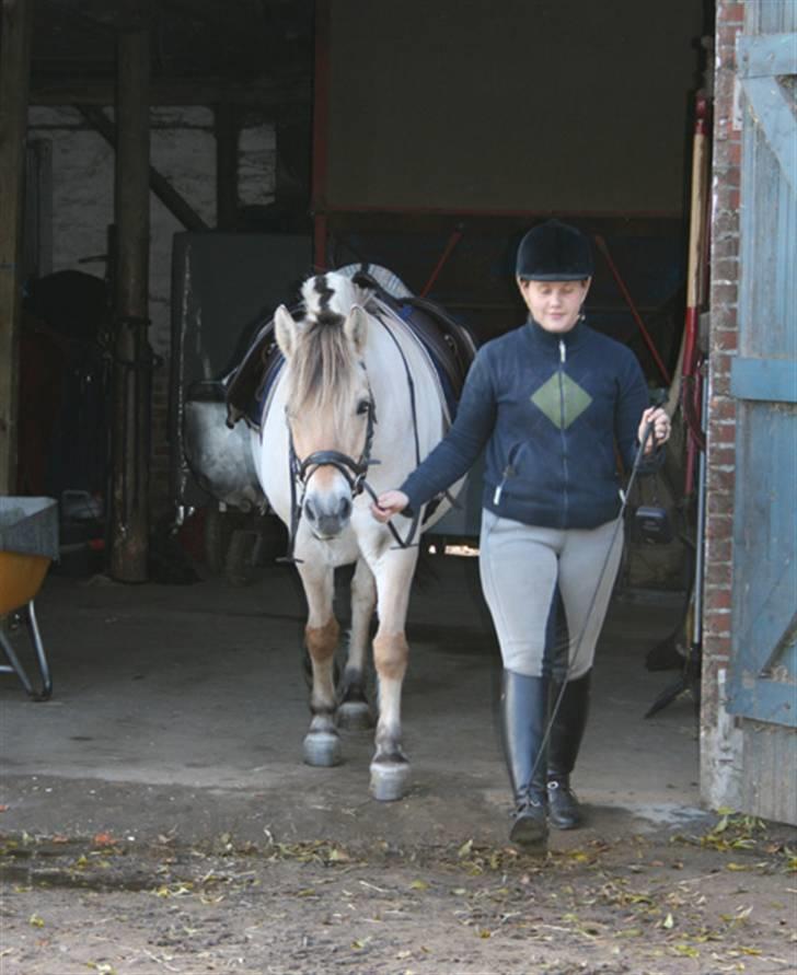 Fjordhest Gyvel Gudenå  billede 5