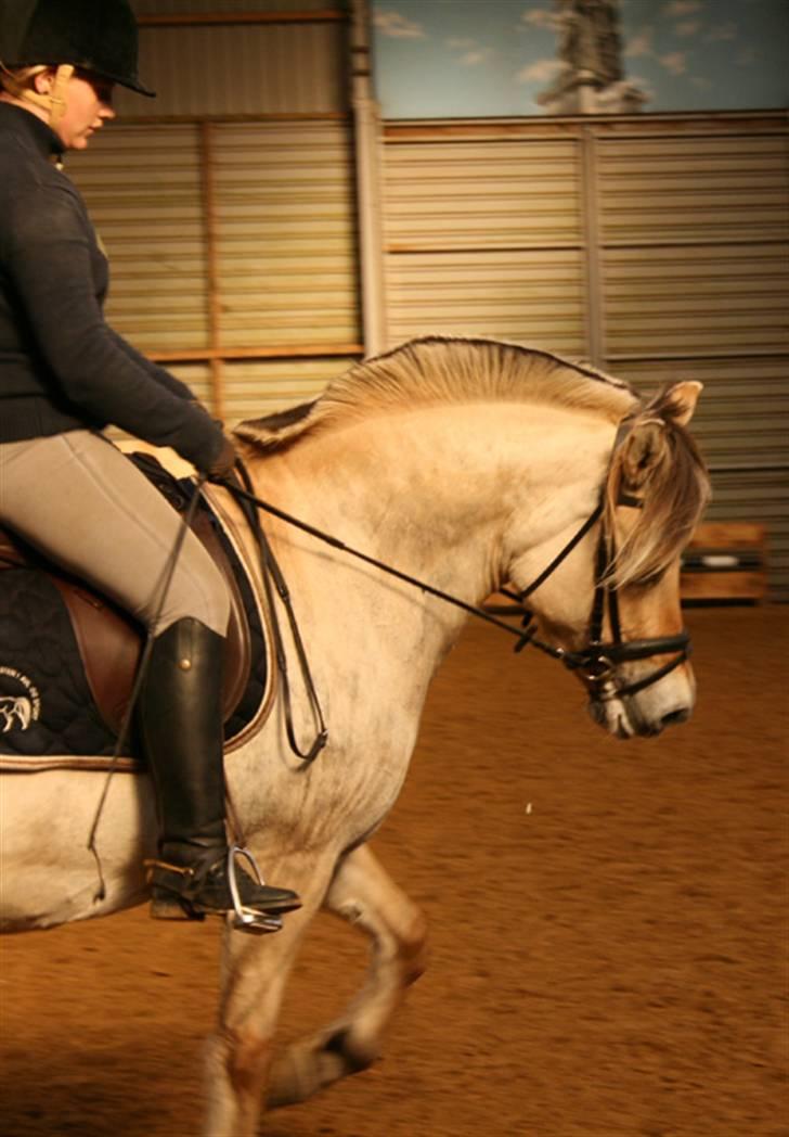 Fjordhest Gyvel Gudenå  billede 6