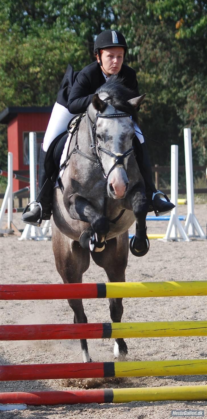 Arabisk fuldblod (OX) Nylevs Akeem Balur  SOLGT - Balur og kristina(gl.ejer) til klubmester skabet i spring, de vandt en 2 plads det er bare så FLOT! foto:berit billede 17