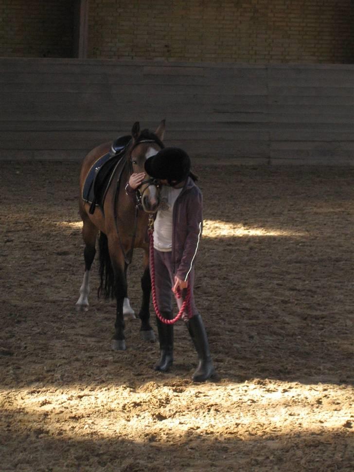 Anden særlig race Diva *Elevpony* (Har redet) - Kys... Til Diva billede 5