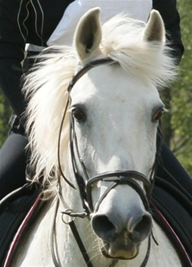 Anden særlig race Queenie* R.I.P.* billede 11