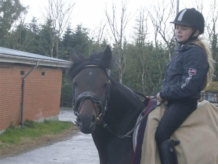 Tysk Sportspony Hovgården`s Pretty Lady billede 3