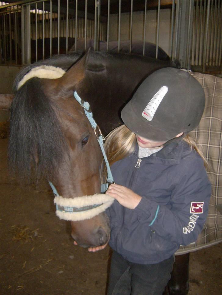 Tysk Sportspony Hovgården`s Pretty Lady - er hun ikke bare nuser ? billede 4