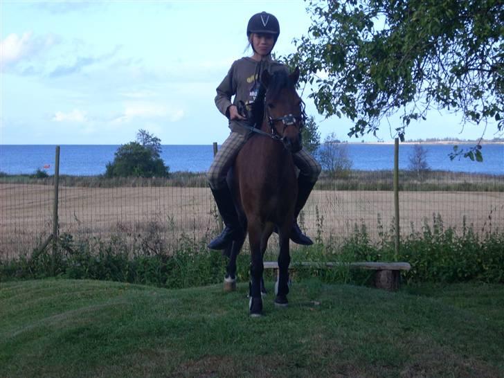 Anden særlig race Starlight * tidl passer * - På bakken i haven. billede 15