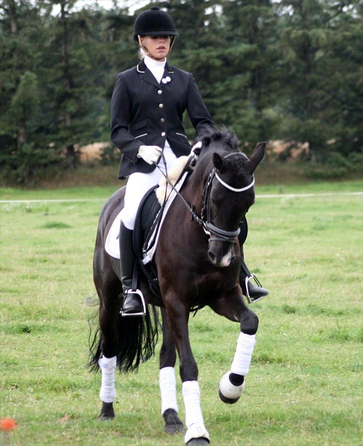 New Forest Mr. Snip SOLGT - Stævne i lsg. Vandt LB1 med 76,79% Og vandt LB2 med 74,23% Amazing. billede 3