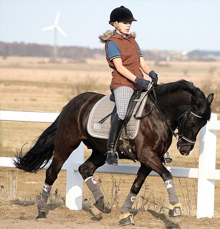 New Forest Mr. Snip SOLGT - Trænning 20.3.11 billede 13