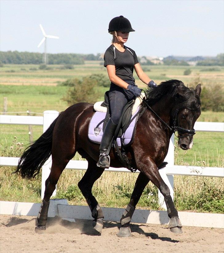 New Forest Mr. Snip SOLGT - Trænning fredag den 13 august. billede 14