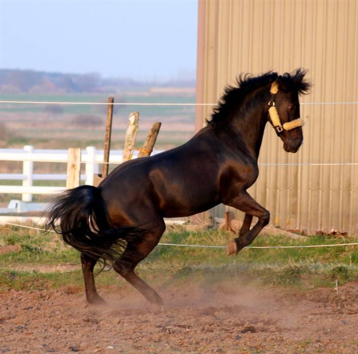 New Forest Mr. Snip SOLGT - Den sorte hingst ♥ billede 9