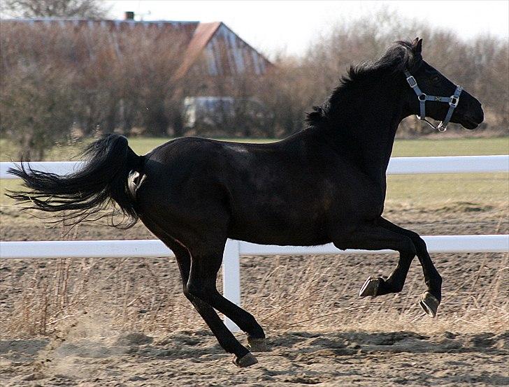 New Forest Mr. Snip SOLGT - galop! 20.3.11 billede 12