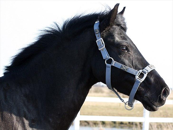 New Forest Mr. Snip SOLGT - fordi du er så smuk. 20.3.11 billede 10