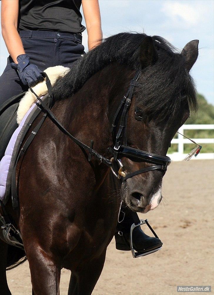 New Forest Mr. Snip SOLGT - Fordi du betyder alt for mig lad det aldrig glemme du er mit et og alt, jeg vil ikke stå alene ! billede 11