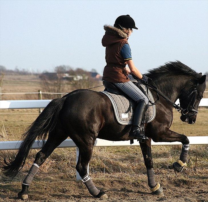 New Forest Mr. Snip SOLGT - galop! 20.3.11 billede 15