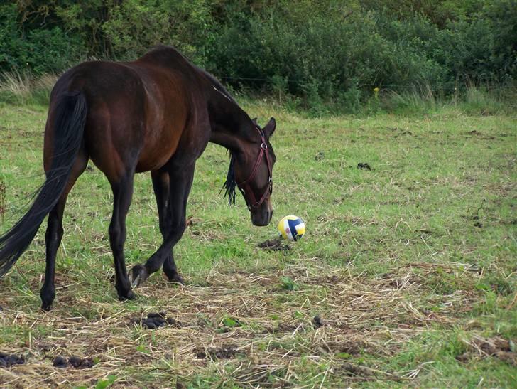 Traver Thor Holmager [R.I.P] - Skønne Thor er her på jagt efter den "farlige bold!" :O Taget af: Dorte Jensen/Grønvang foto(mig) billede 14