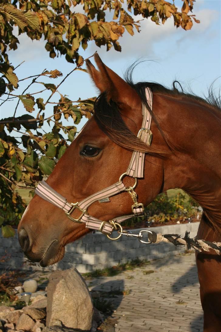 Dansk Varmblod Lundebakken's Vanessa billede 10