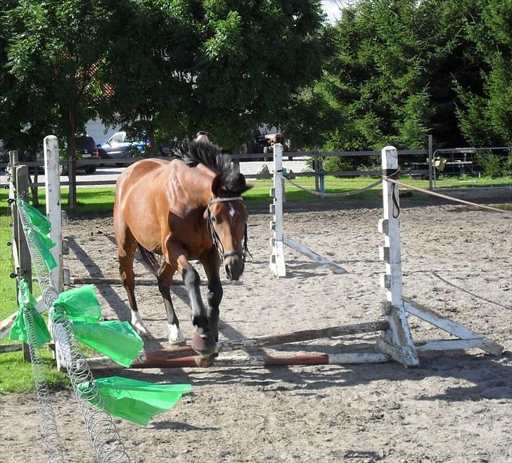 Dansk Varmblod Lundebakken's Vanessa billede 11