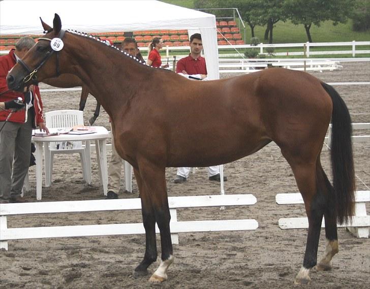 Dansk Varmblod Lundebakken's Vanessa billede 12