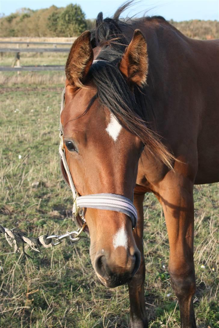 Dansk Varmblod Lundebakken's Vanessa billede 13