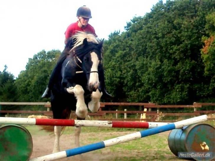 Irish Cob Sorte ( GAMMEL PART ) <3 - 2# Det her et billede af Sorte som der springer billede 2