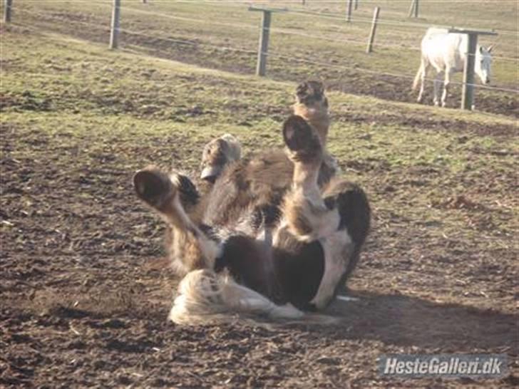 Irish Cob Sorte ( GAMMEL PART ) <3 - 3# Det her er skønne Sorte som er i fuld gang med at rulle sig billede 3