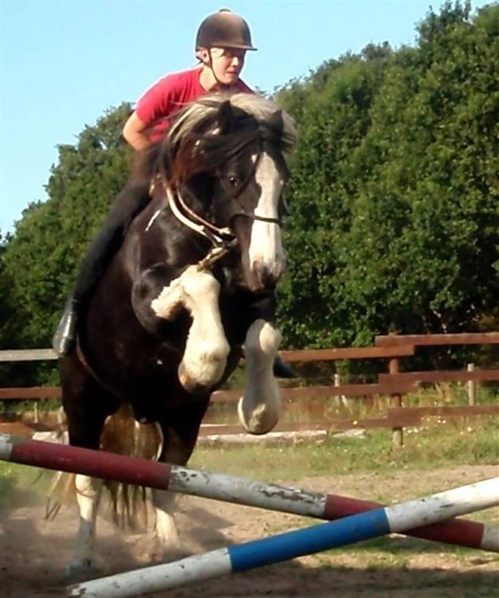 Irish Cob Sorte ( GAMMEL PART ) <3 - 6# Og i mente at Sorte ikke kunne springe? billede 6