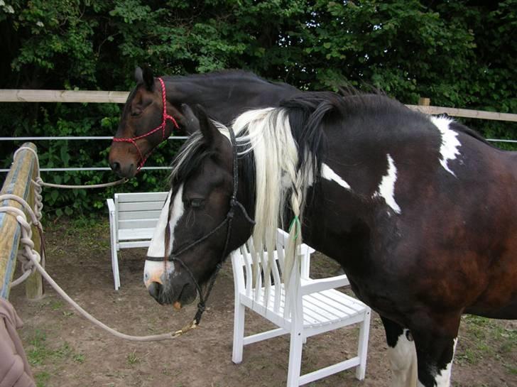 Irish Cob Sorte ( GAMMEL PART ) <3 - 9# Her står Sorte ude på Ryttergaarden billede 9