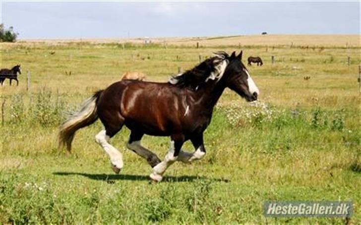 Irish Cob Sorte ( GAMMEL PART ) <3 - 11# Her er Sorte i fuld gallop ude på marken. Fotograf : Lykke Toftemark : billede 11