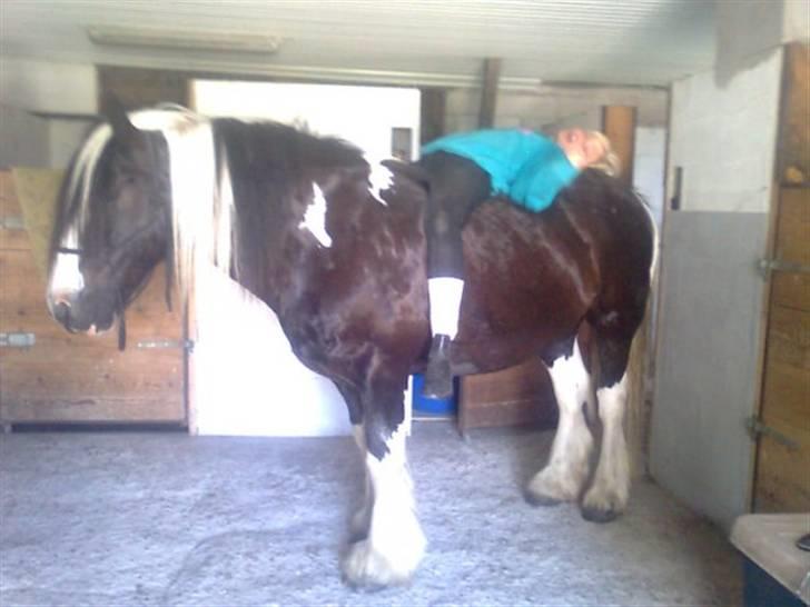 Irish Cob Sorte ( GAMMEL PART ) <3 - 14# Jeg stoler på ham <3 billede 14