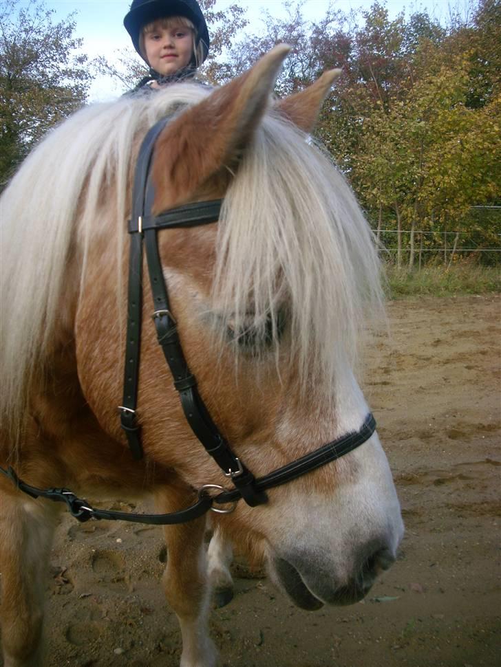 Tyroler Haflinger Lizette (død 10-10-2010) - Velkommen :) Er jeg ikke fin med mit nye hovedtøj?  billede 1