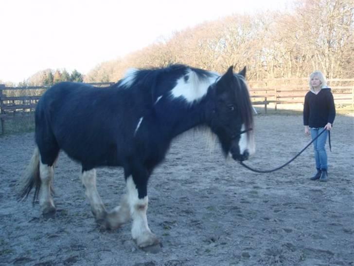 Irish Cob Sorte ( GAMMEL PART ) <3 - 15# her laver vi lidt cirkelvoltning fra jorden billede 15