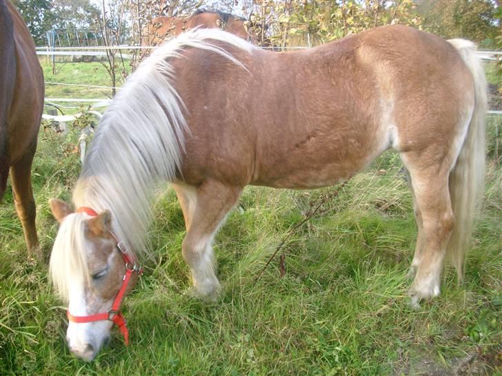 Tyroler Haflinger Lizette (død 10-10-2010) - Mmm.. Hyggeligt at få lov til at græsse :) Det smager godt billede 3
