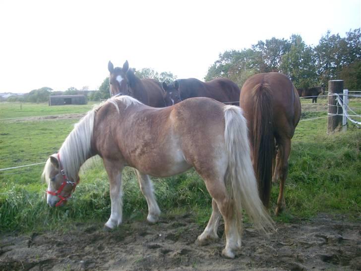 Tyroler Haflinger Lizette (død 10-10-2010) billede 4