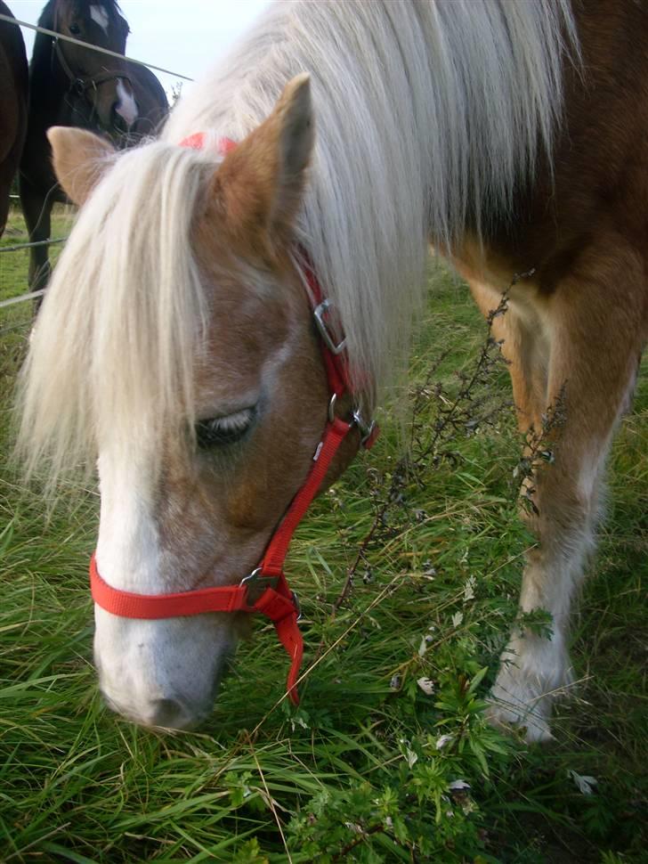Tyroler Haflinger Lizette (død 10-10-2010) billede 5