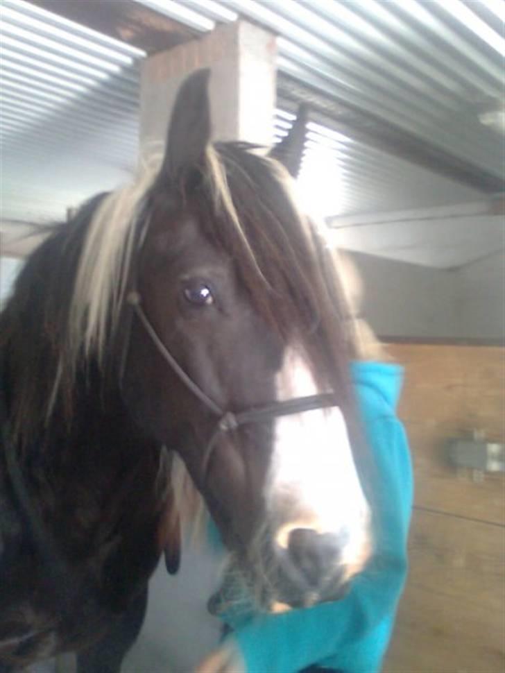 Irish Cob Sorte ( GAMMEL PART ) <3 - 18# Her står Sorte inde i stalden imens jeg skal til at rense hans hove¨ billede 18