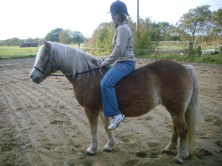 Tyroler Haflinger Lizette (død 10-10-2010) - Maja var lige oppe og prøve hende, inden jeg lod mine børn ride. Hun var dog rigtig sød, hvilket jeg da også have regnet med :) billede 6