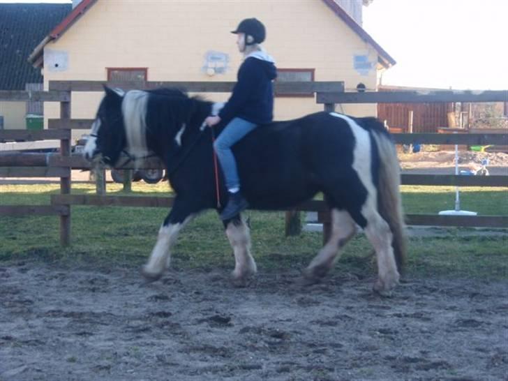 Irish Cob Sorte ( GAMMEL PART ) <3 - 19# Tak fordi at i gad at kigge :) billede 19