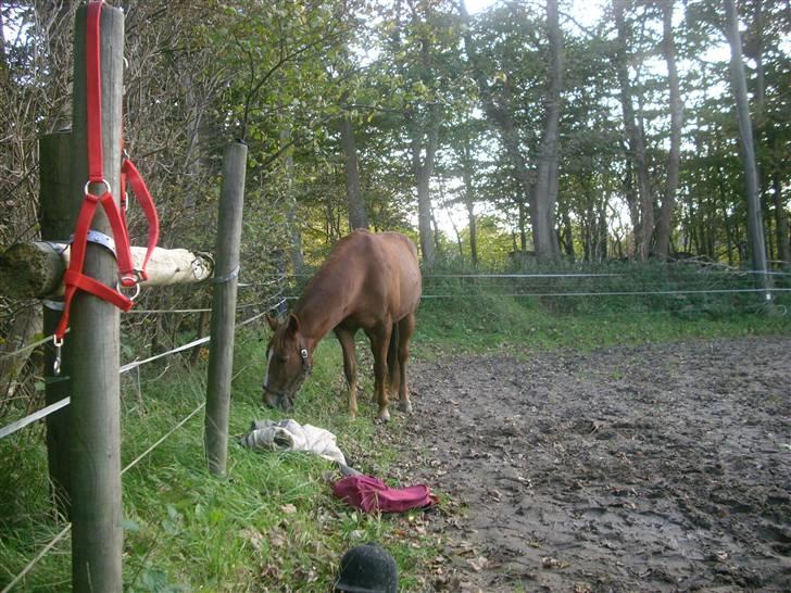 Traver Pikeur - NYT: Pikeur står lige og græsser i udkanten af ridebanen, mens Lizette rides. 9. okt 09 billede 16