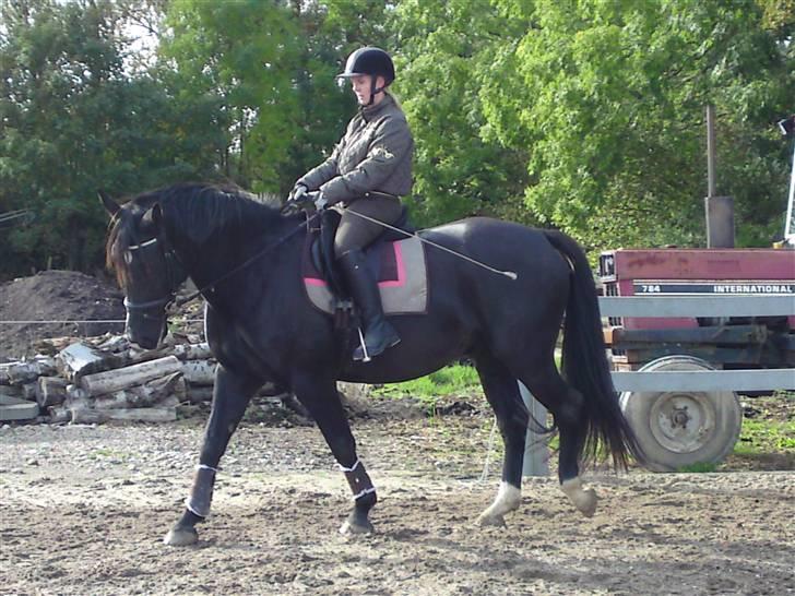 Oldenborg Bakkegårdens Beloki R.I.P billede 12