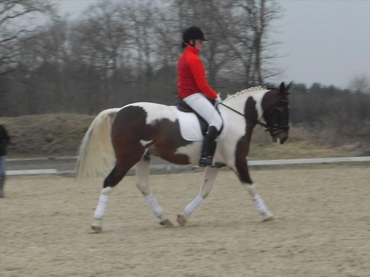 Anden særlig race Topper Amante - I bramming til opvamning det regnet =(  [fotograf: Belinda] billede 9