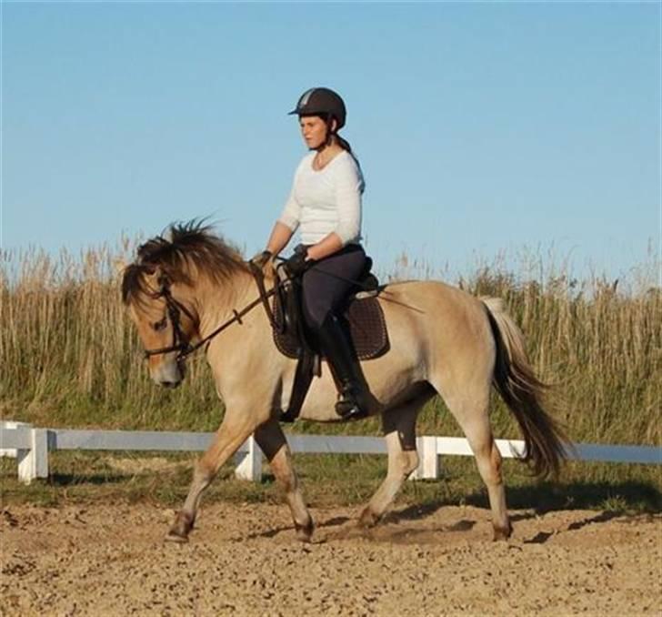 Anden særlig race LL's Benjamin - Dressur på Benjamin :) Fotograf: Annika  billede 14