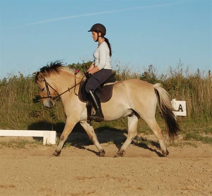 Anden særlig race LL's Benjamin - Dressur på Benjamin :) Fotograf: Annika  billede 15