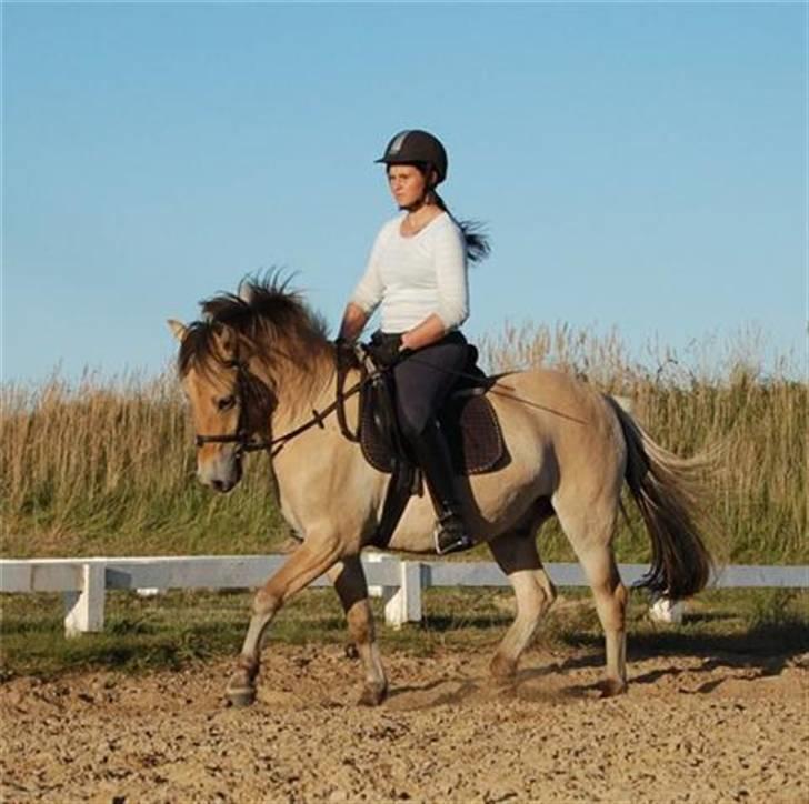 Anden særlig race LL's Benjamin - Dressur på Benjamin :) Fotograf: Annika  billede 17