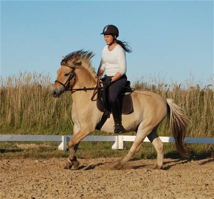 Anden særlig race LL's Benjamin - Benjamin i galop:P Fotograf Annika billede 18