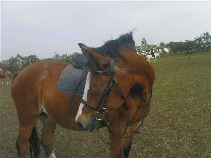 Welsh Pony af Cob-type (sec C) Polly Crown  R.I.P :'( <3 - I will always have the memories with me! <3 )´: billede 11