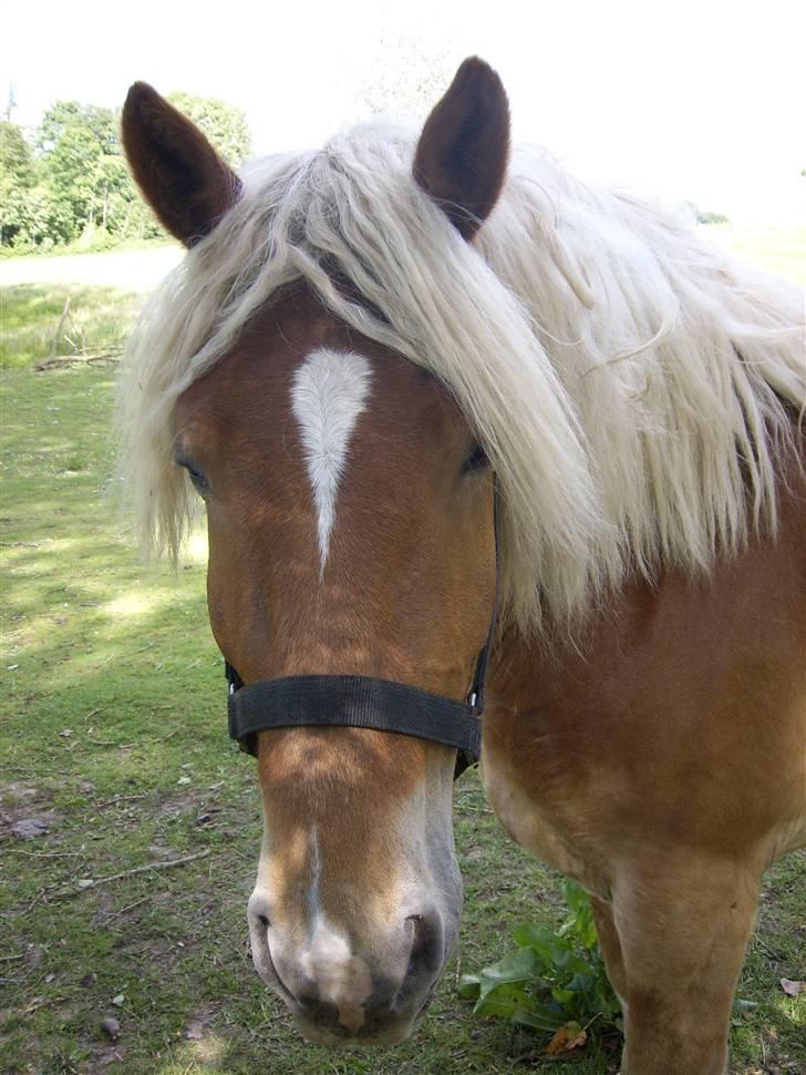 Jyde Walther (tidligere hest) billede 4