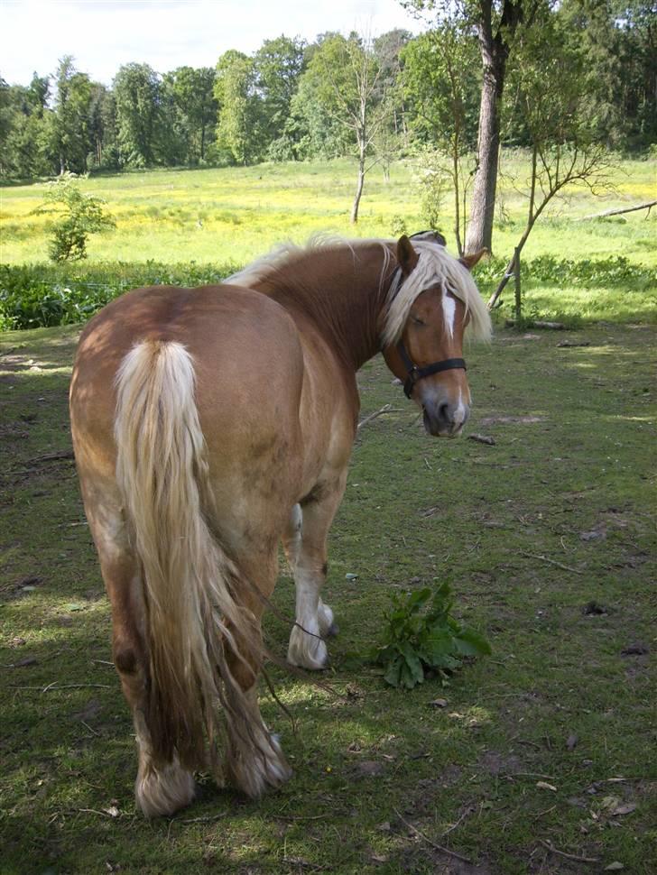 Jyde Walther (tidligere hest) billede 5