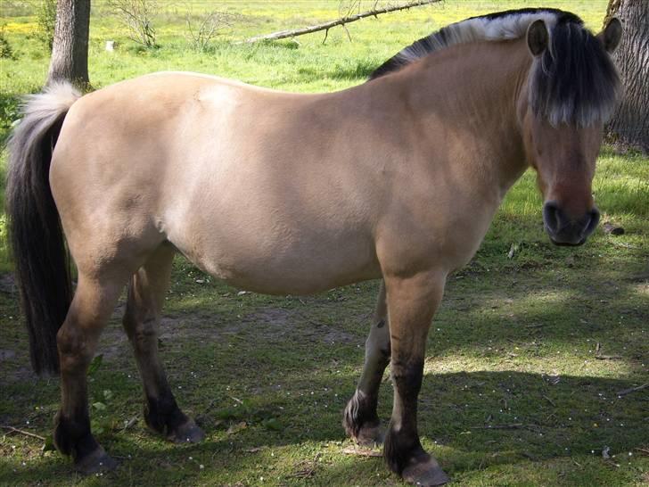 Fjordhest Tøsen billede 1