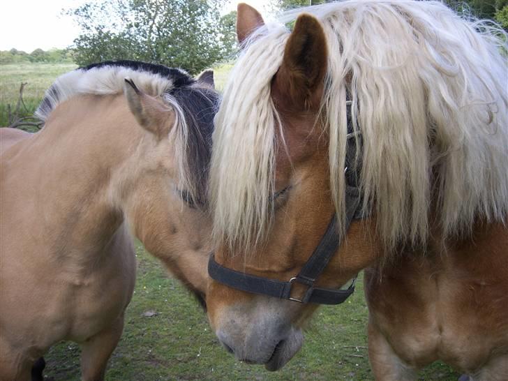 Fjordhest Tøsen billede 2