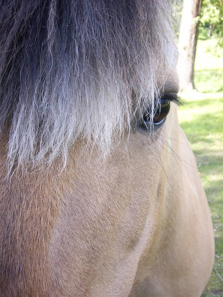 Fjordhest Tøsen billede 3