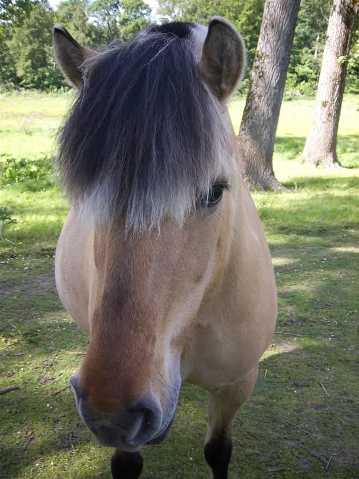 Fjordhest Tøsen billede 4