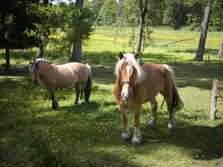Fjordhest Tøsen billede 5